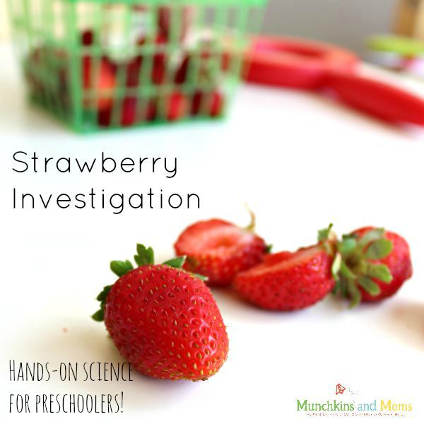 Strawberry science investigation for preschoolers!