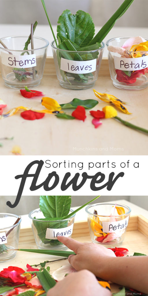 Sorting parts of a flower- a great hands-on preschool lesson and a sensory rich experience! 