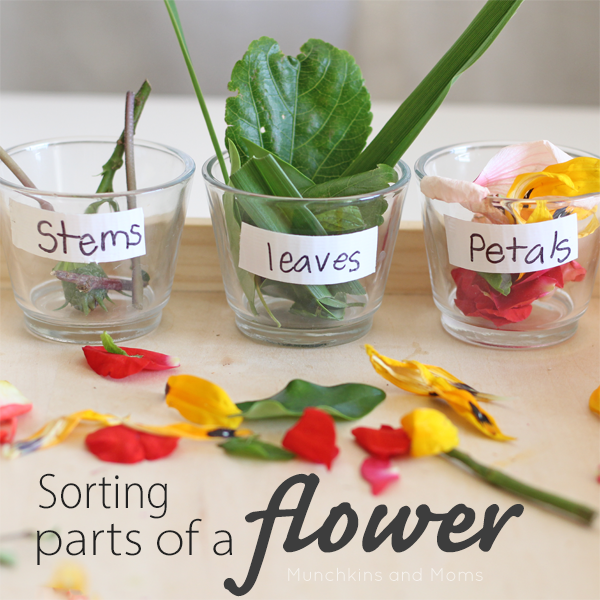 Sorting Parts of a Flower