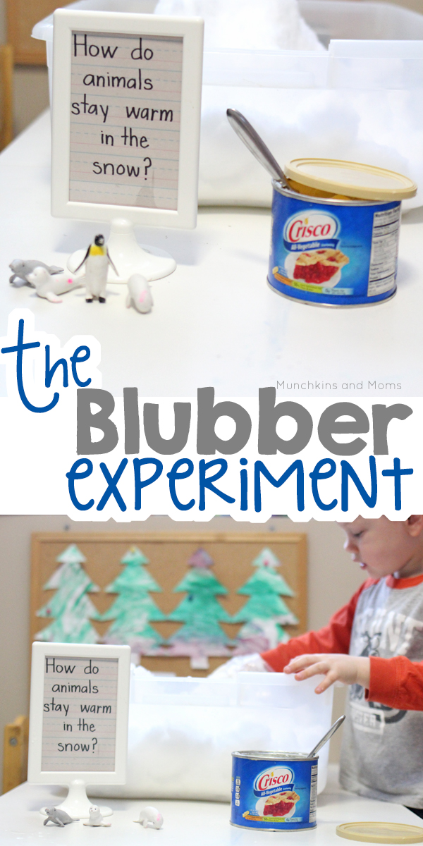 Blubber Experiment - Munchkins and Moms