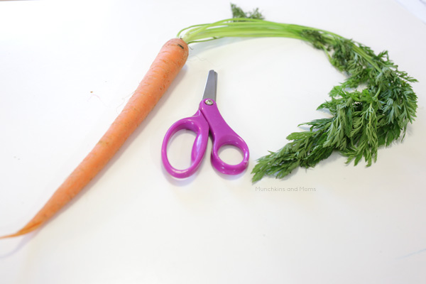 Practicing Scissor Skills with Carrot Stems – Munchkins and Moms
