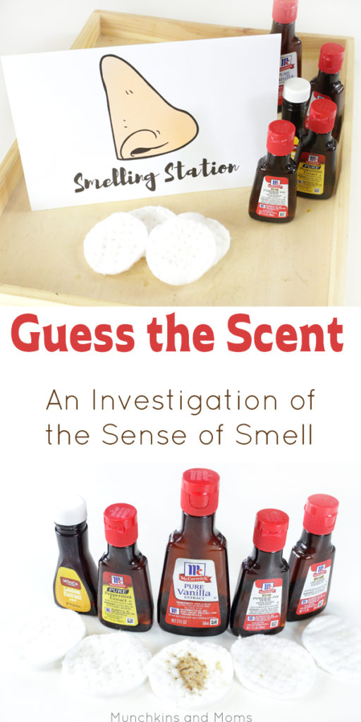 A sensory investigation focusing on the sense of scent. This fun activity is great for preschoolers "all bout me" and five senses theme. 